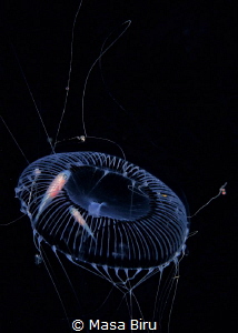 2 finish at home in a jelly fish by Masa Biru 